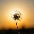 Close-up of a faded dandelion against the background of the sun. The silhouette of a flower at sunset